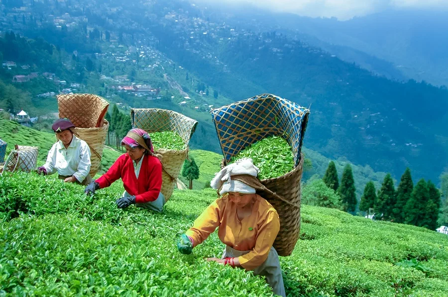 Darjeeling Explorer 3N/4D