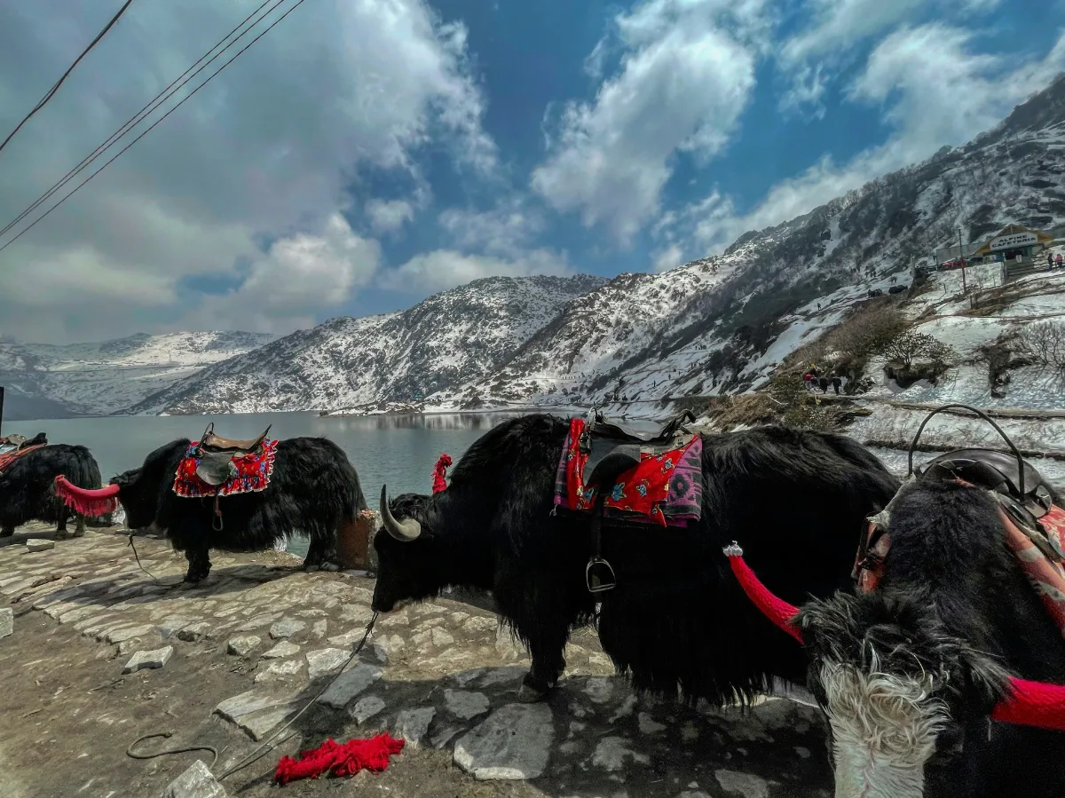 Sikkim Short Break 2N/3D gallery image 3